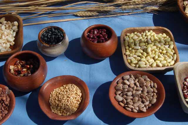 sample of crops grown by the early inhabitants